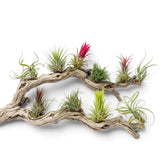 Collection of Tillandsia air plants resting along a piece of natural driftwood