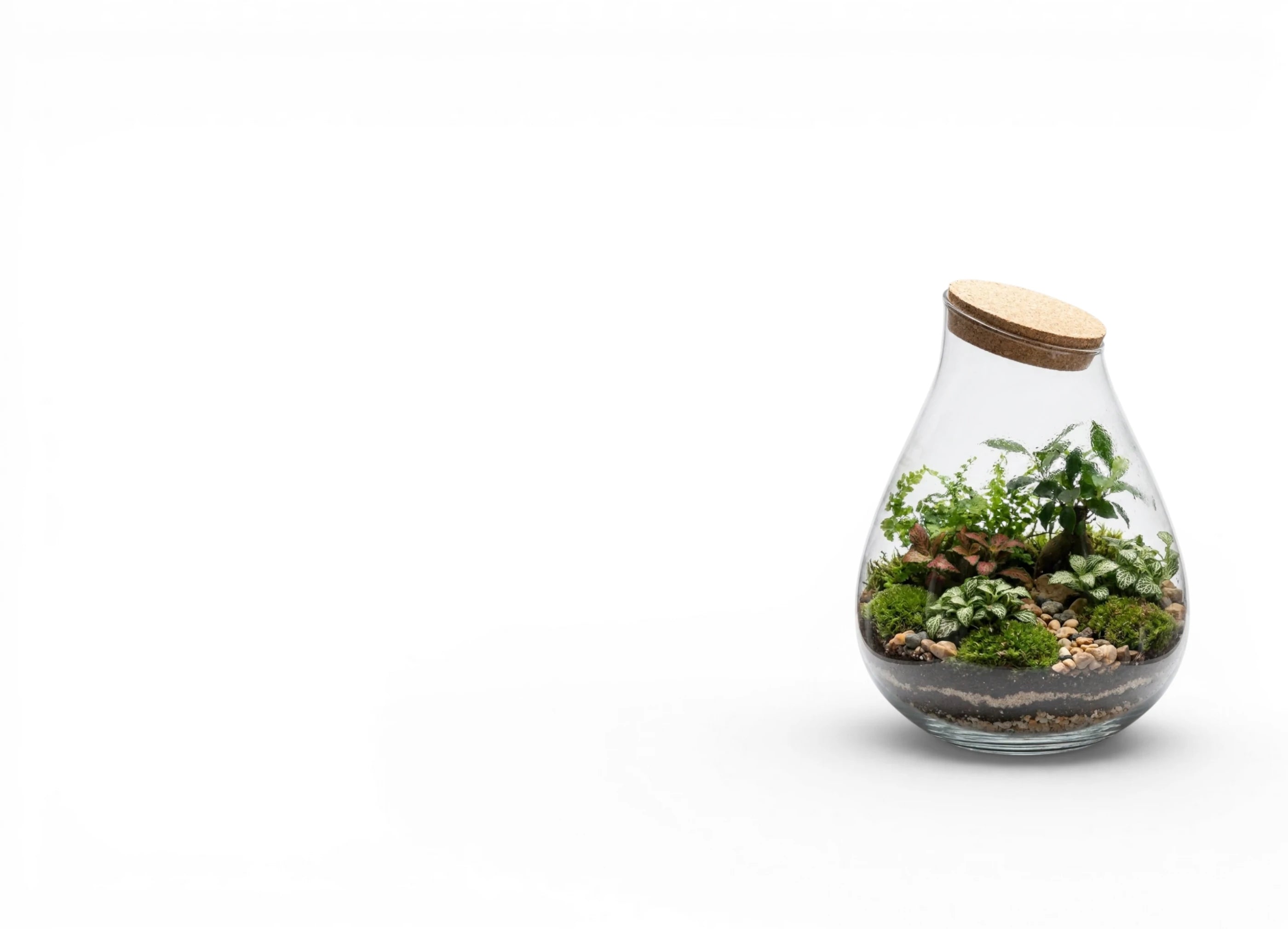 Terrarium jar filled with substrates andplanted with smallplants on a white background.