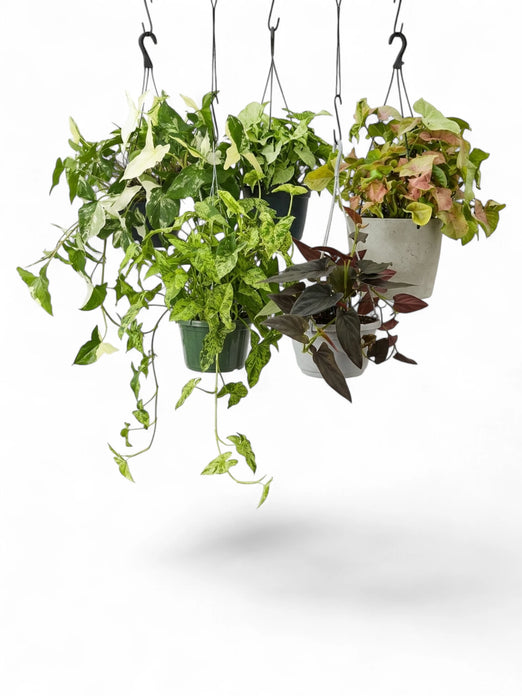 Syngonium-Wuchsformvergleich mit gestützt gewachsenen Blättern