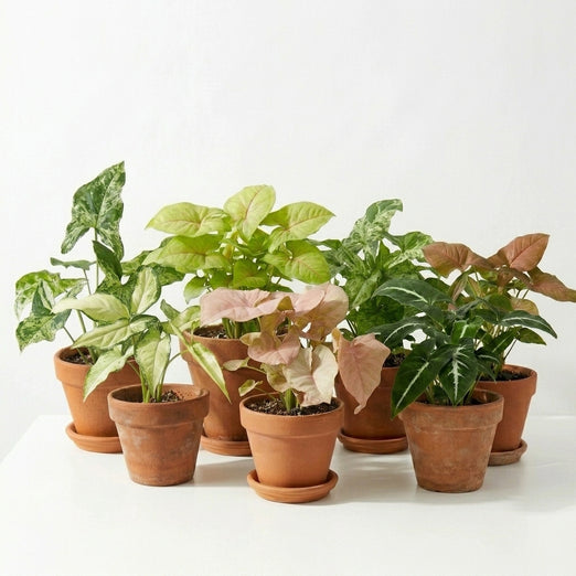 Syngonium mit längeren Stängeln und pfeilförmigen Blättern kultiviert
