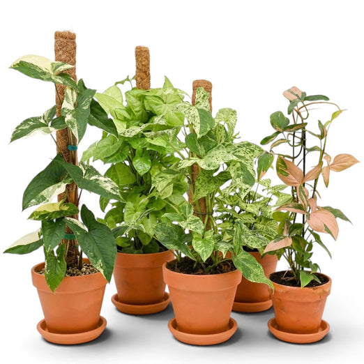 Kompakte Syngonium-Blätter in einem Topf im Innenraum