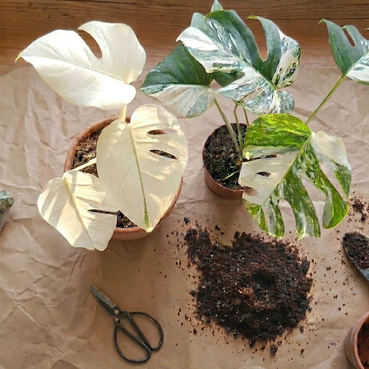 Variegation