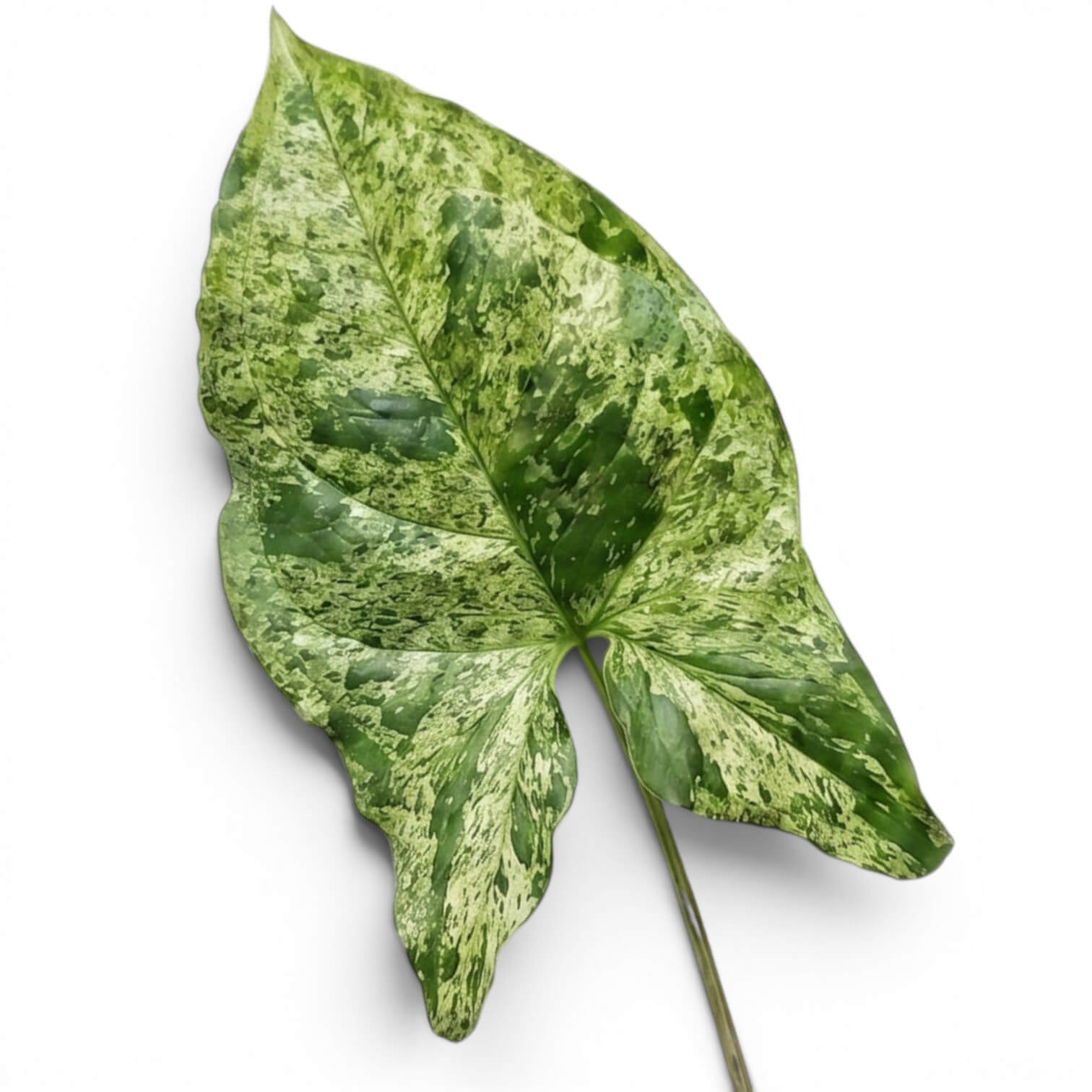 Panaschiertes Blatt von Syngonium podophyllum 'Mottled' vor weißem Hintergrund