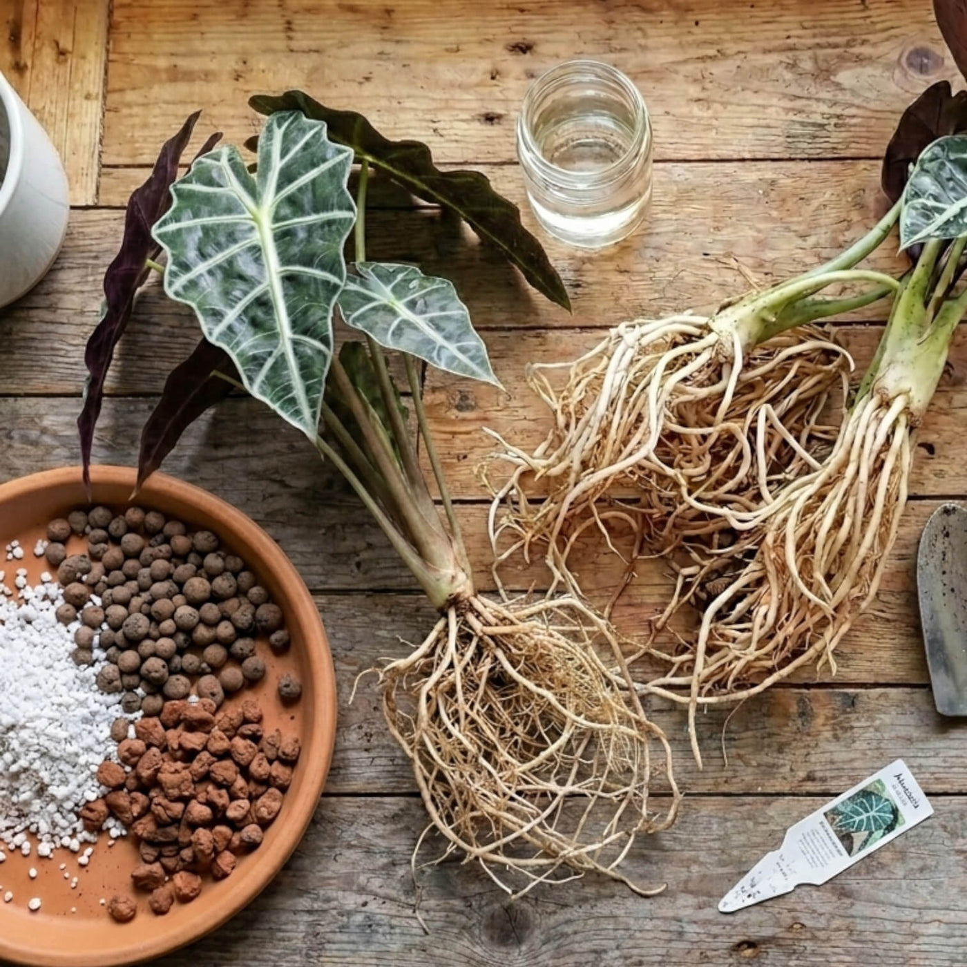 Root Health