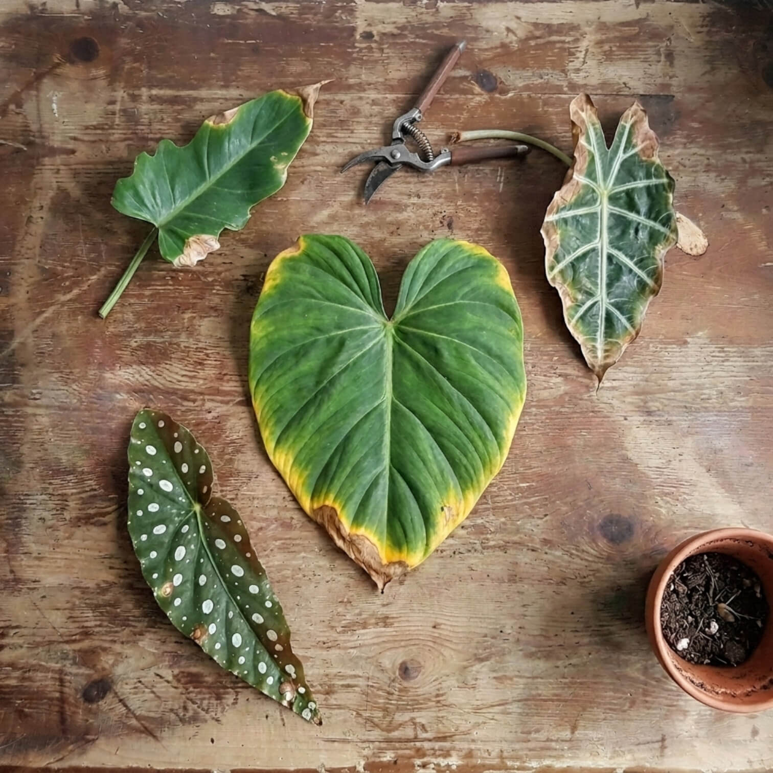 Collection of different types of leaves on a wooden surface with a small pot and gardening shears.