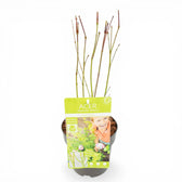 Acer palmatum 'Going Green' als Topfpflanze im Kulturtopf vor weißem Hintergrund.