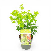 Acer palmatum 'Going Green' als Topfpflanze im Kulturtopf vor weißem Hintergrund.