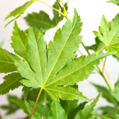 Acer palmatum 'Going Green' als Topfpflanze im Kulturtopf vor weißem Hintergrund.