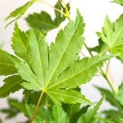 Acer palmatum 'Going Green' als Topfpflanze im Kulturtopf vor weißem Hintergrund.