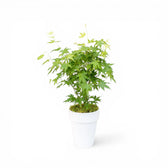 Acer palmatum 'Going Green' als Topfpflanze im Kulturtopf vor weißem Hintergrund.