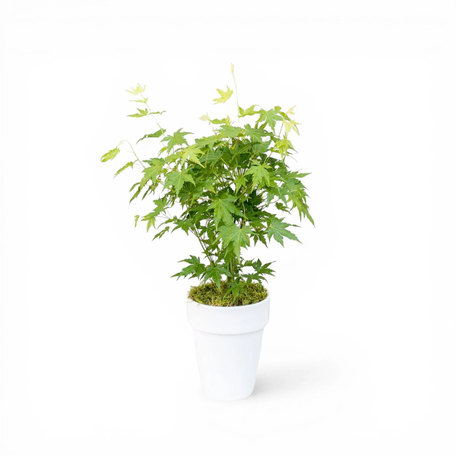 Acer palmatum 'Going Green' als Topfpflanze im Kulturtopf vor weißem Hintergrund.