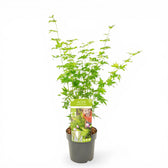 Acer palmatum 'Going Green' als Topfpflanze im Kulturtopf vor weißem Hintergrund.