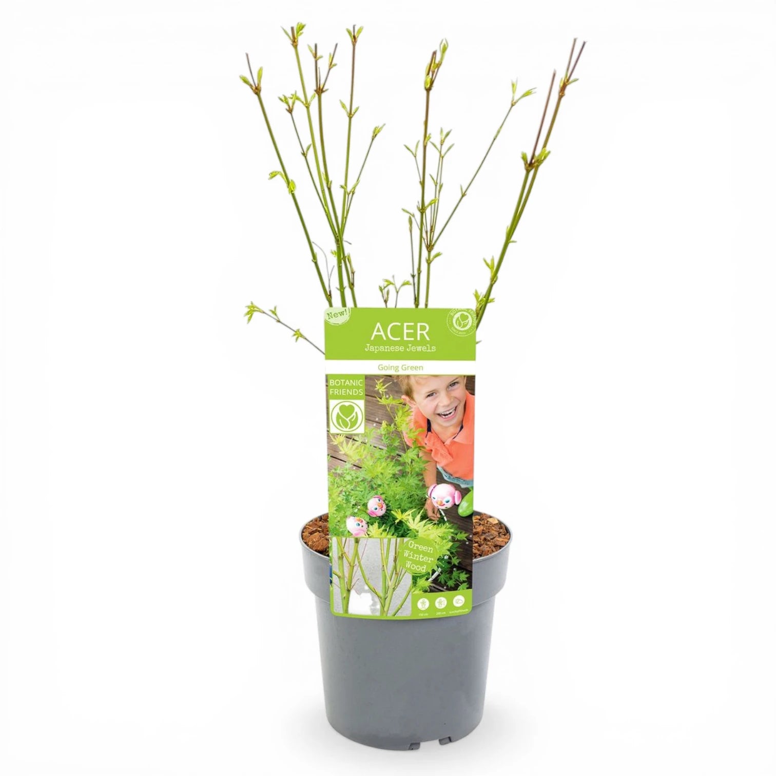 Acer palmatum 'Going Green' als Topfpflanze im Kulturtopf vor weißem Hintergrund.