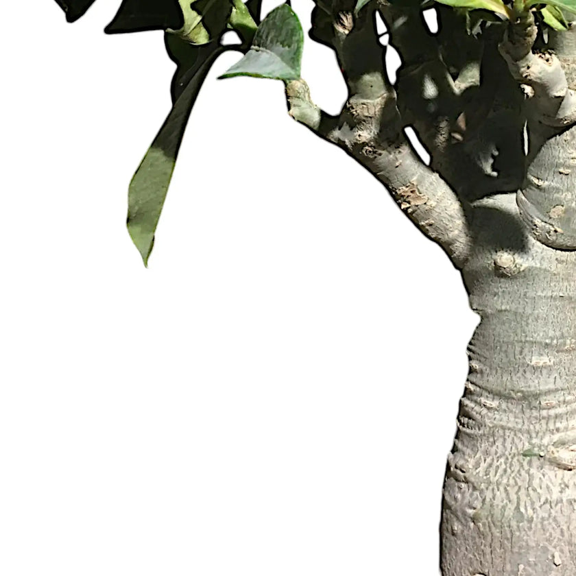 Adenium obesum leaf close-up on white background.