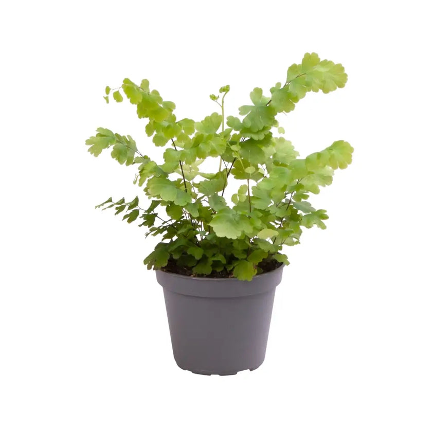 Adiantum raddianum 'Fritz-Lüthi' potted houseplant in nursery pot on white background, product photo 2.