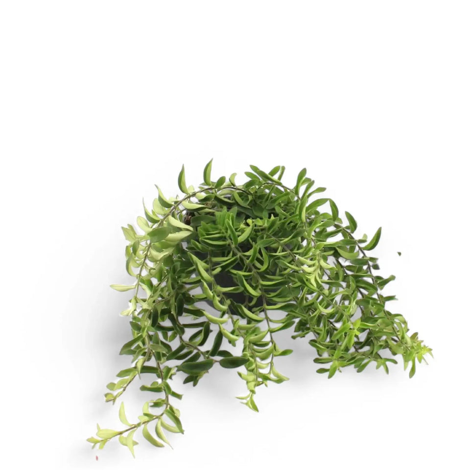 Aeschynanthus 'Twister' Zimmerpflanze im Anzuchttopf vor weißem Hintergrund, Produktfoto 4.