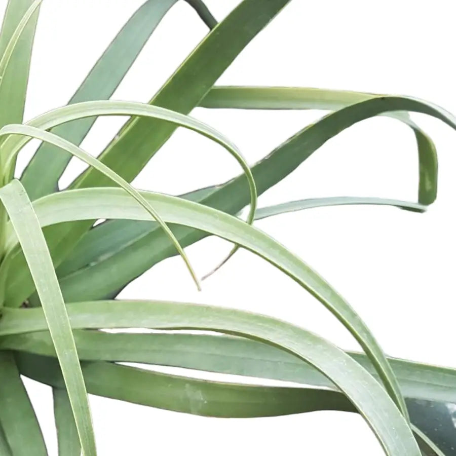 Agave bracteosa leaf close-up on white background.