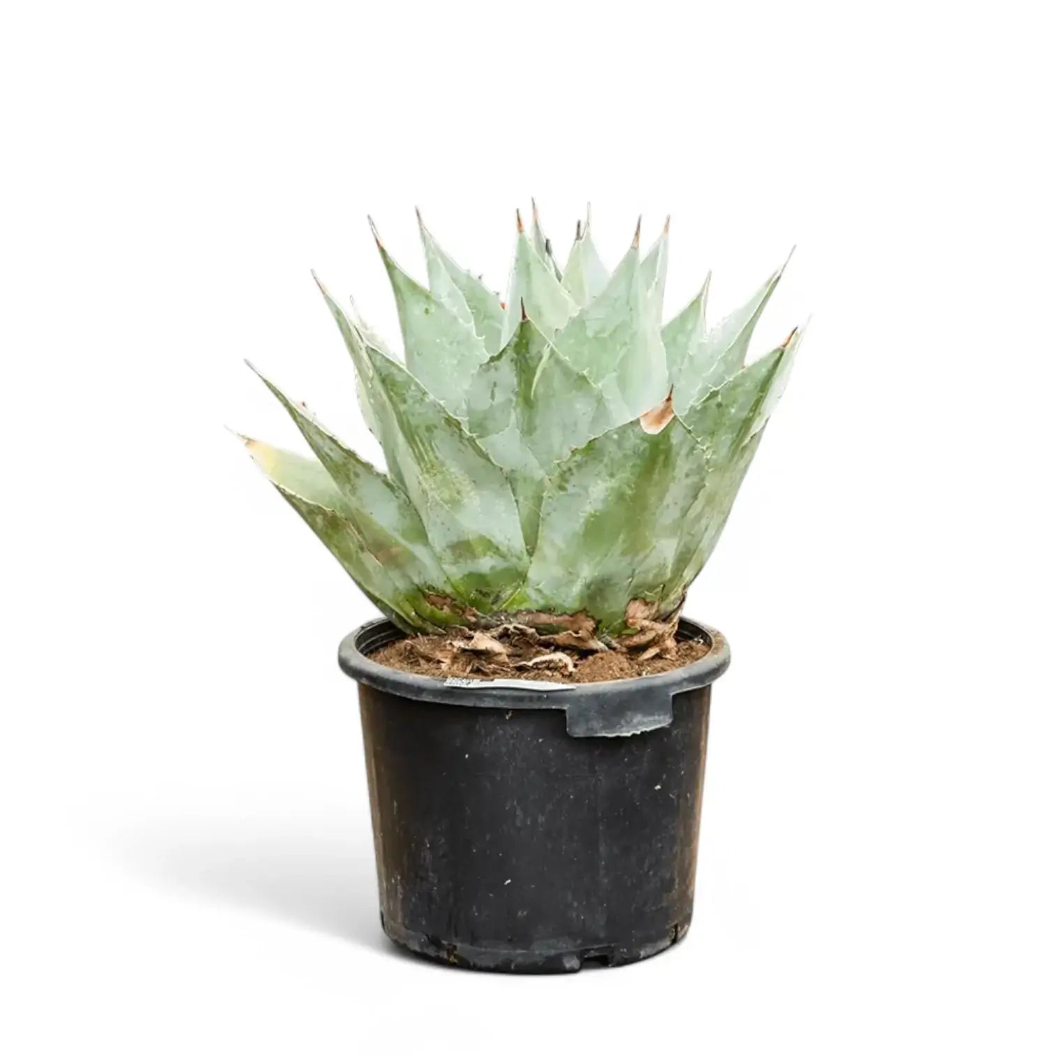 Agave parrasana potted houseplant in nursery pot on white background, product photo 2.