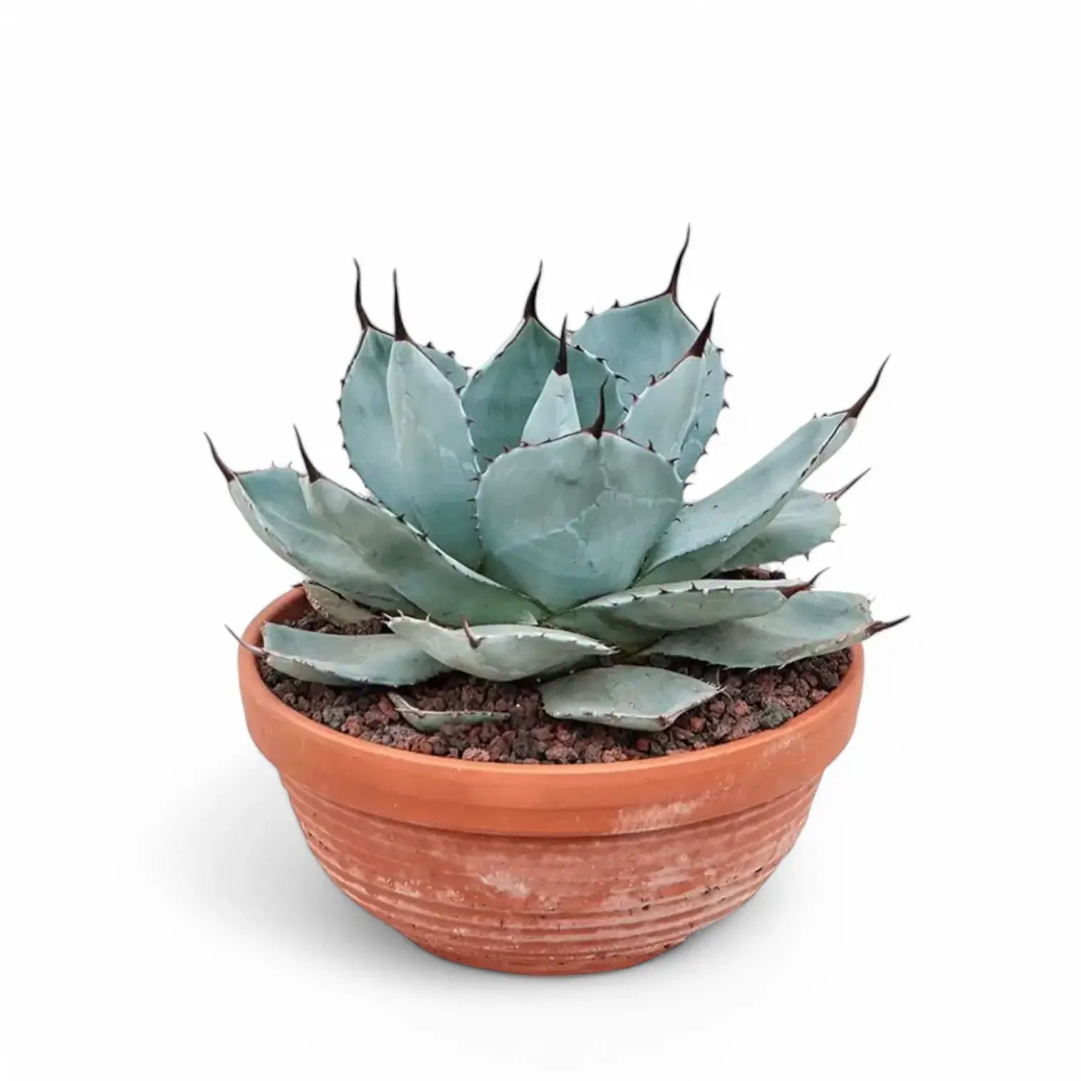 Agave parryi var truncata potted houseplant in nursery pot on white background, product photo 2.