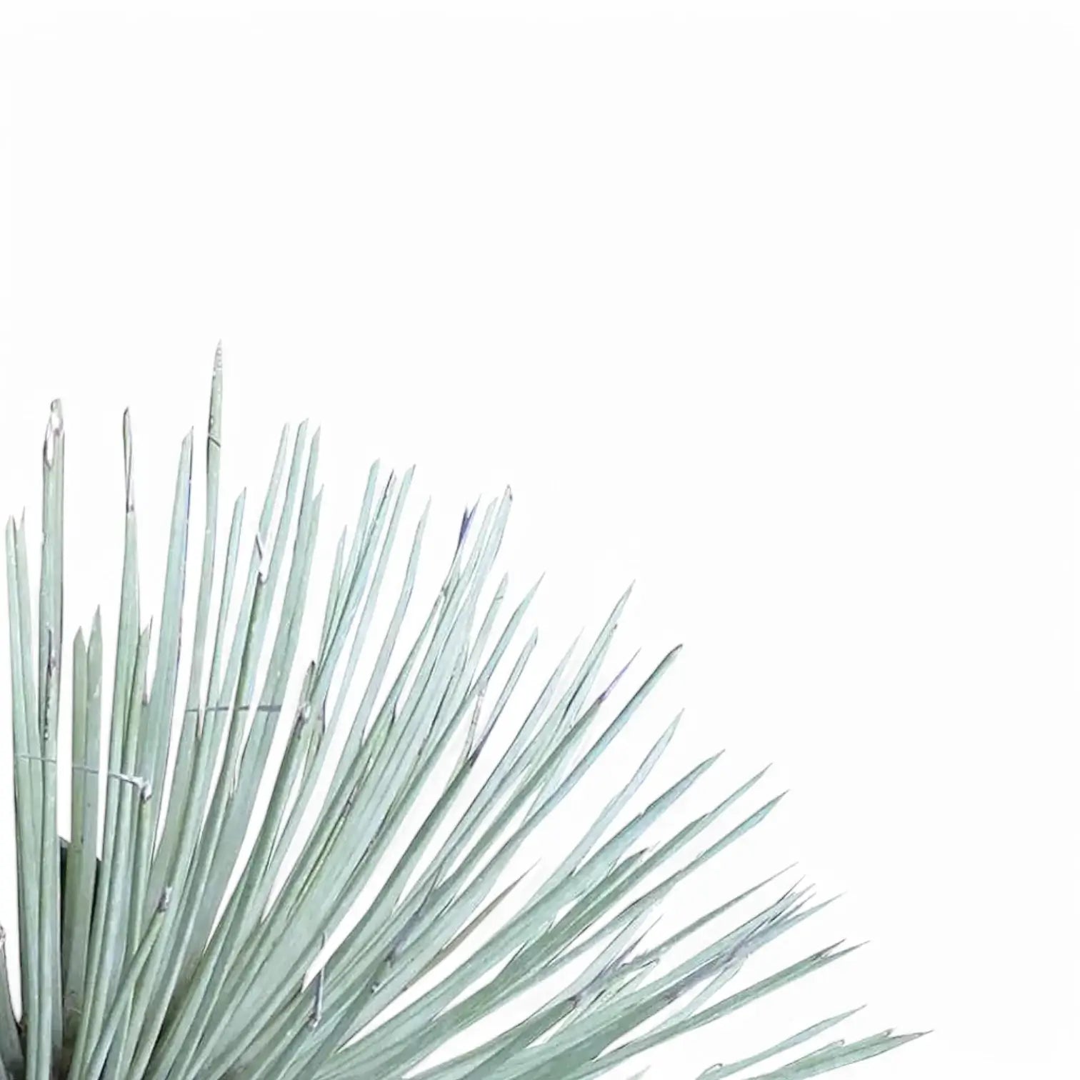 Agave stricta leaf close-up on white background.