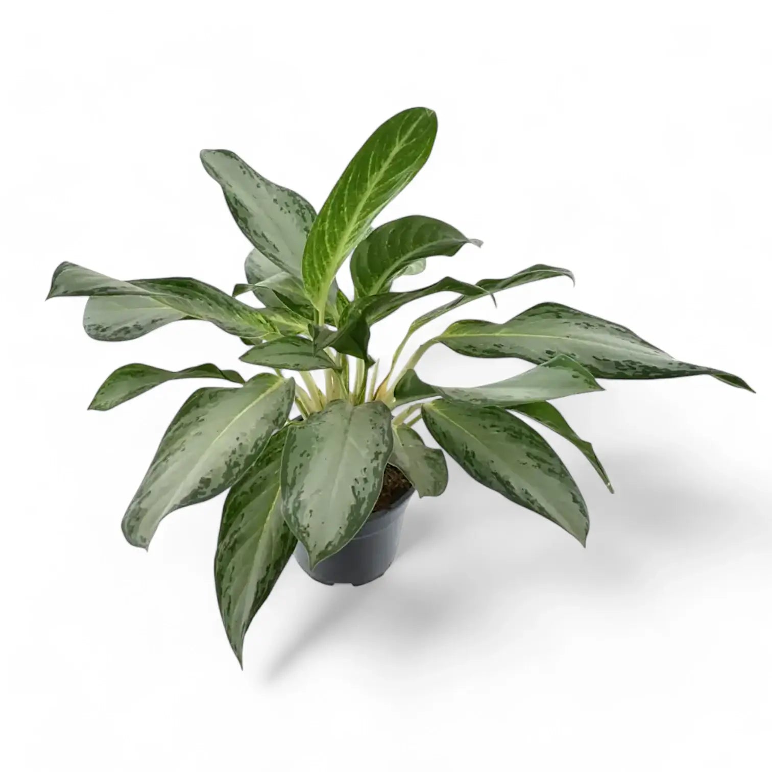 Aglaonema 'Golden Bay' potted houseplant in nursery pot on white background, product photo 2.