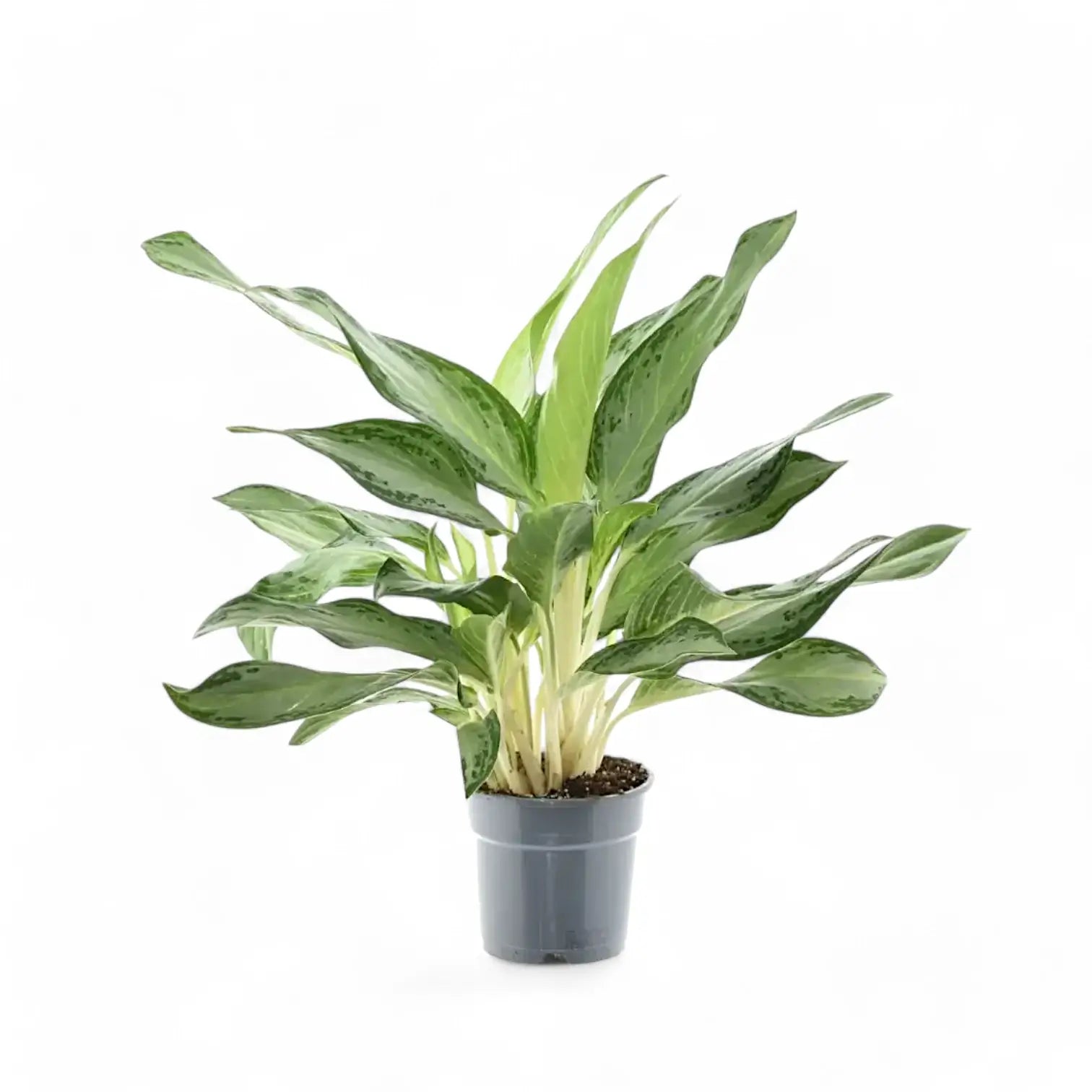 Aglaonema 'Golden Bay' potted houseplant in nursery pot on white background, product photo 3.