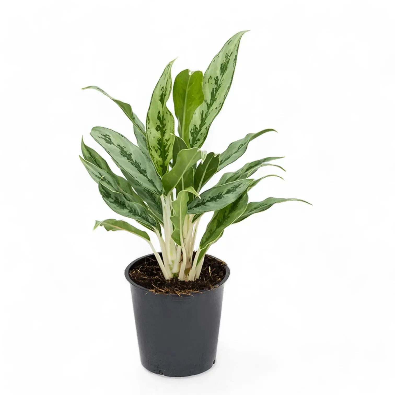 Aglaonema 'Greyhound' potted houseplant in nursery pot on white background, product photo 2.