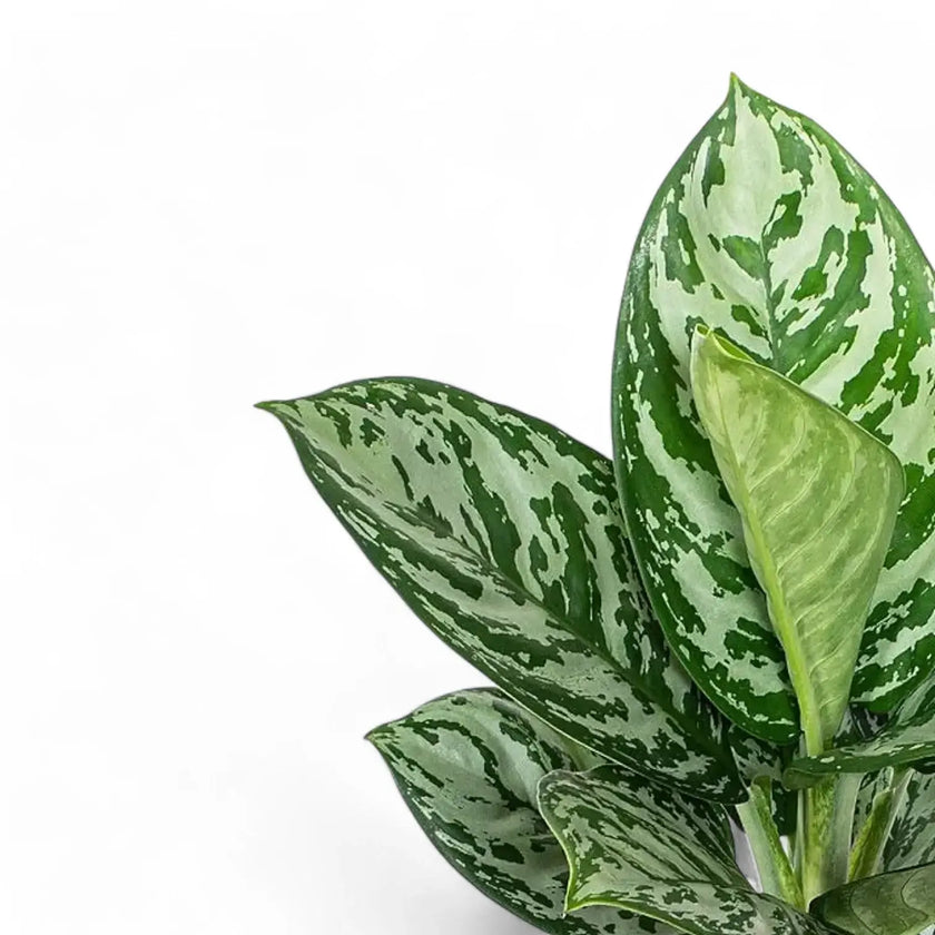 Aglaonema 'Jungle Silver' leaf close-up on white background.