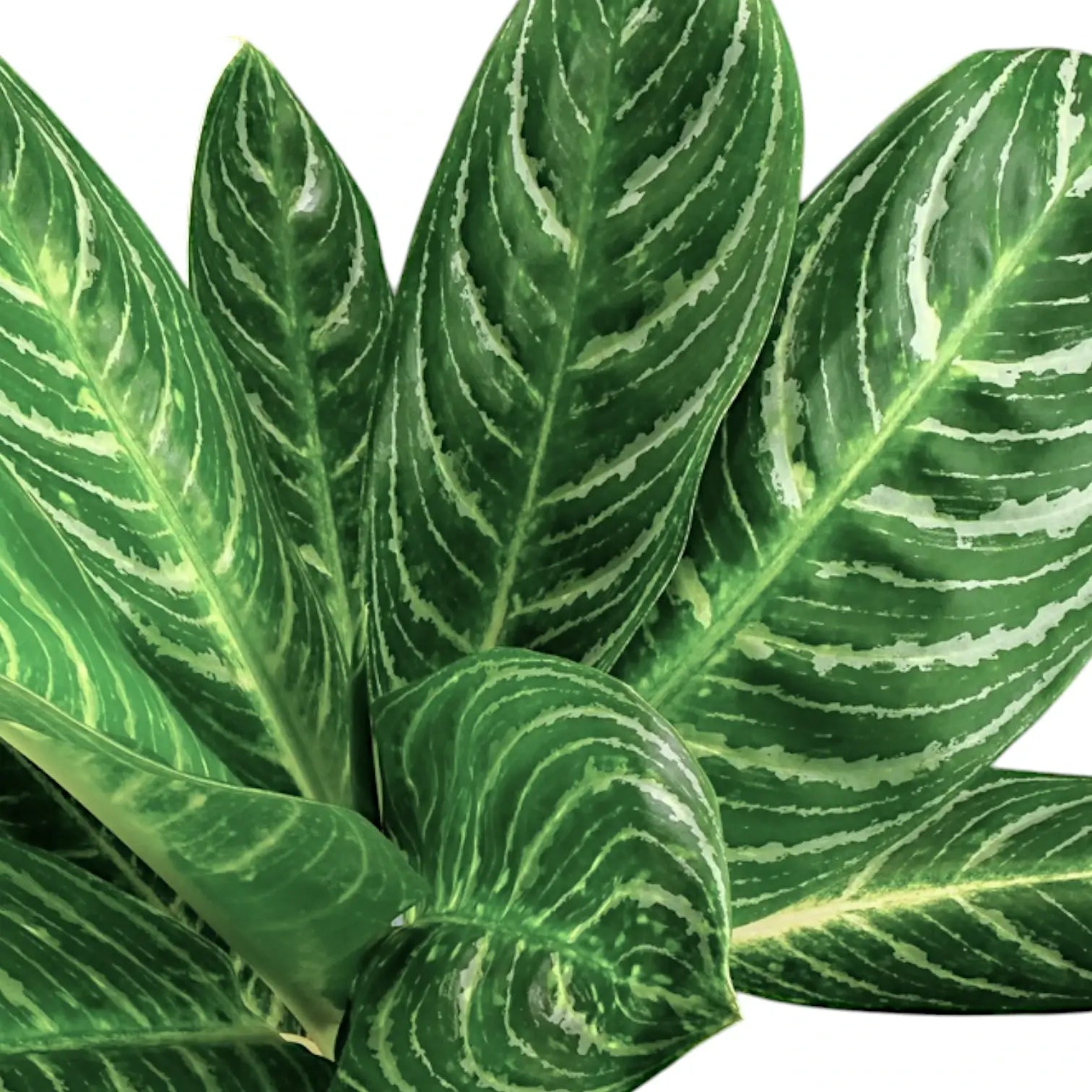 Aglaonema 'Key Lime' leaf close-up on white background.