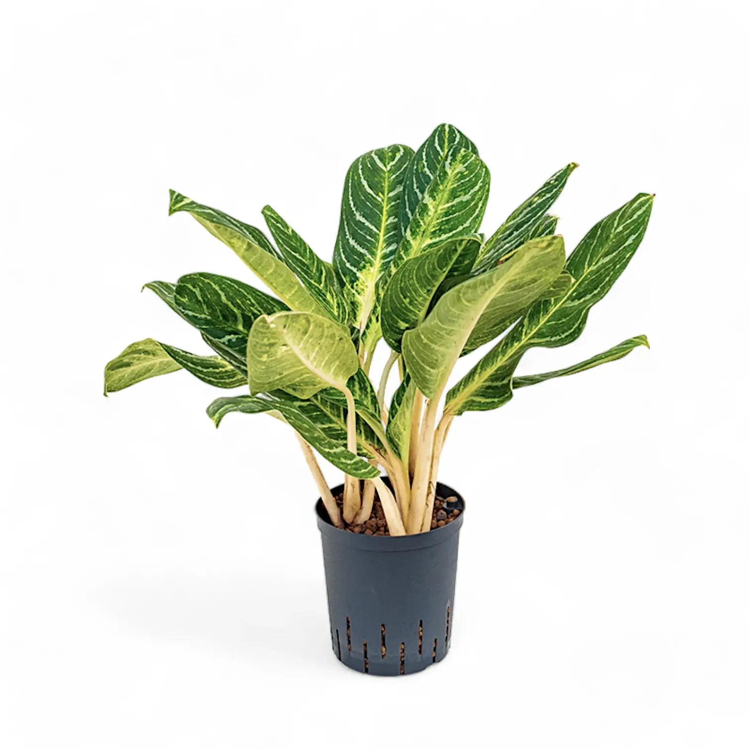 Aglaonema 'Key Lime' potted houseplant in nursery pot on white background, product photo 2.