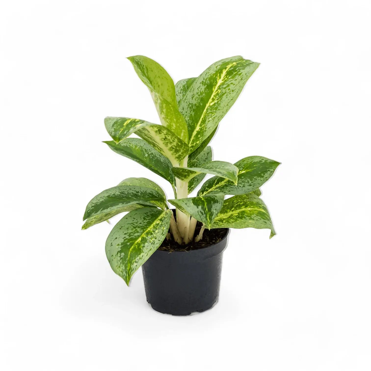 Aglaonema 'Lemon Mint' Zimmerpflanze im Anzuchttopf vor weißem Hintergrund, Produktfoto 2.