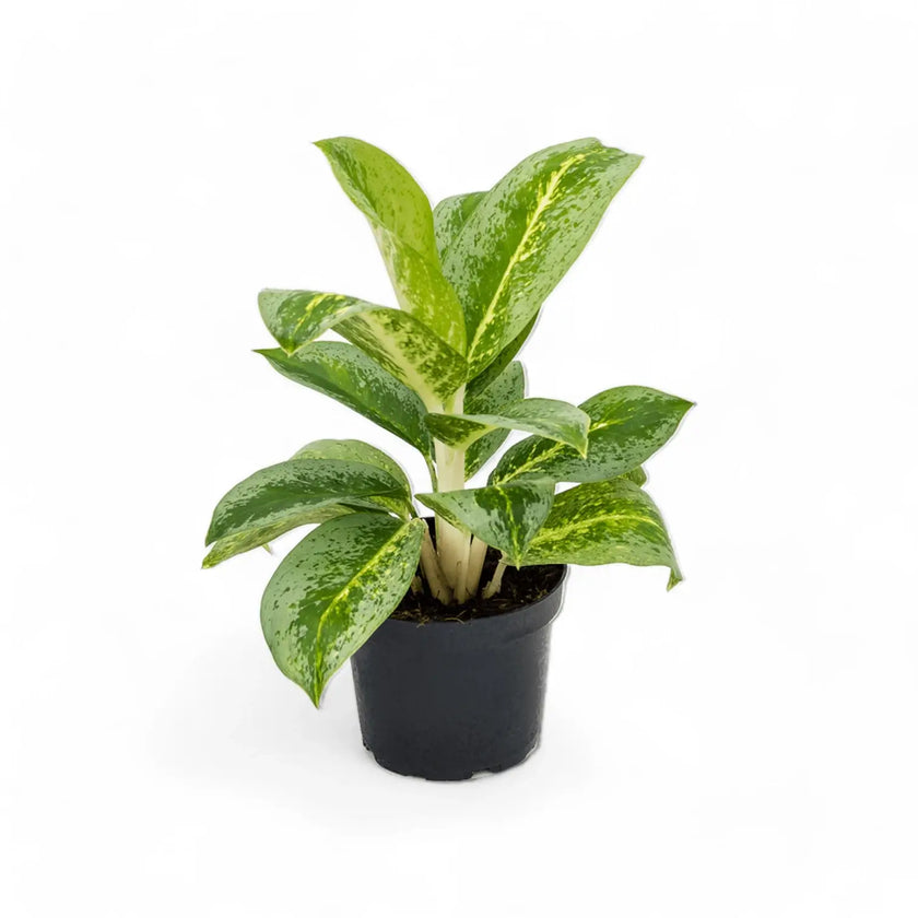 Aglaonema 'Lemon Mint' potted houseplant in nursery pot on white background, product photo 2.