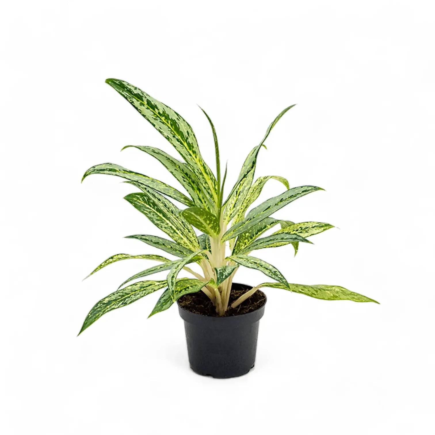 Aglaonema 'Matcha Lemon' potted houseplant in nursery pot on white background, product photo 2.