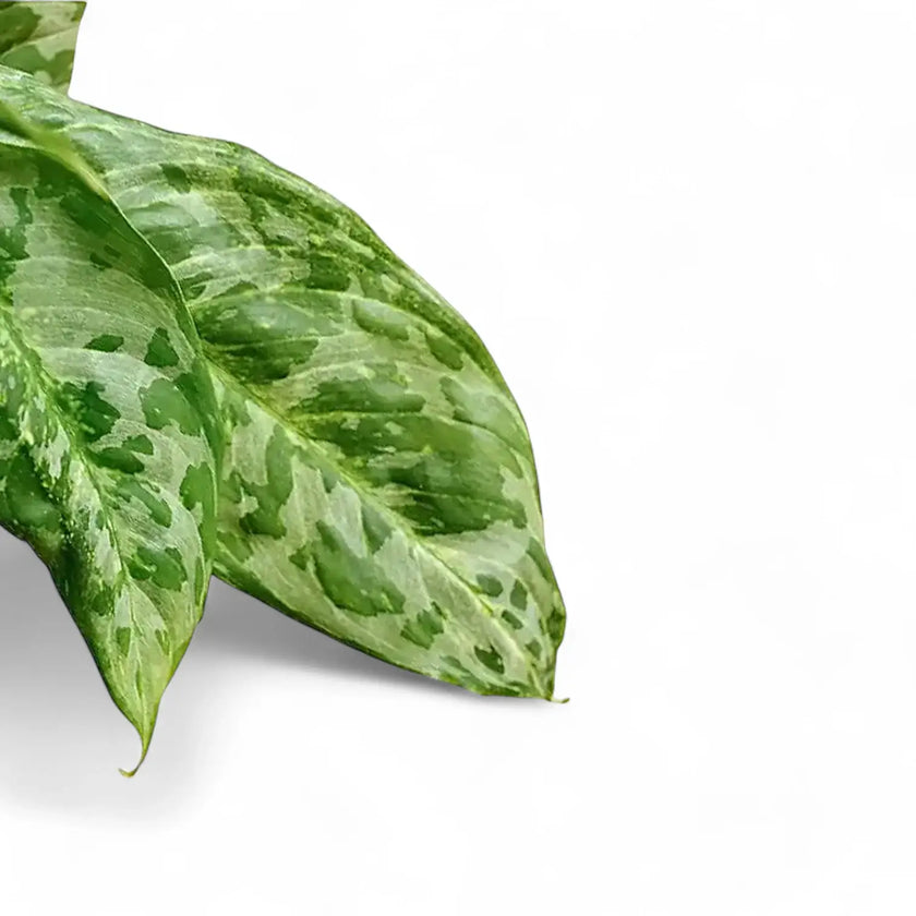 Aglaonema 'Pearl' – Blattdetail vor weißem Hintergrund..