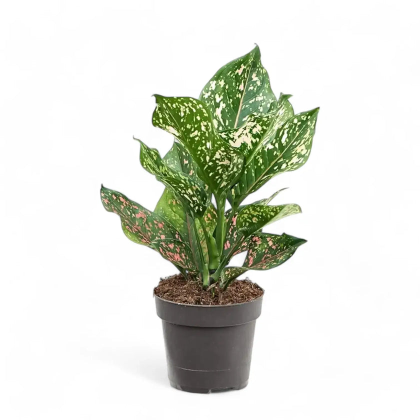 Aglaonema 'Pink Leopard' Zimmerpflanze im Anzuchttopf vor weißem Hintergrund, Produktfoto 2.