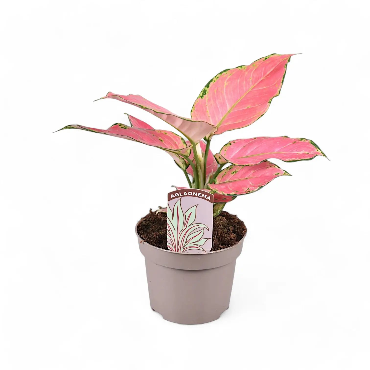 Aglaonema 'Pink Star' potted houseplant in nursery pot on white background, product photo 3.