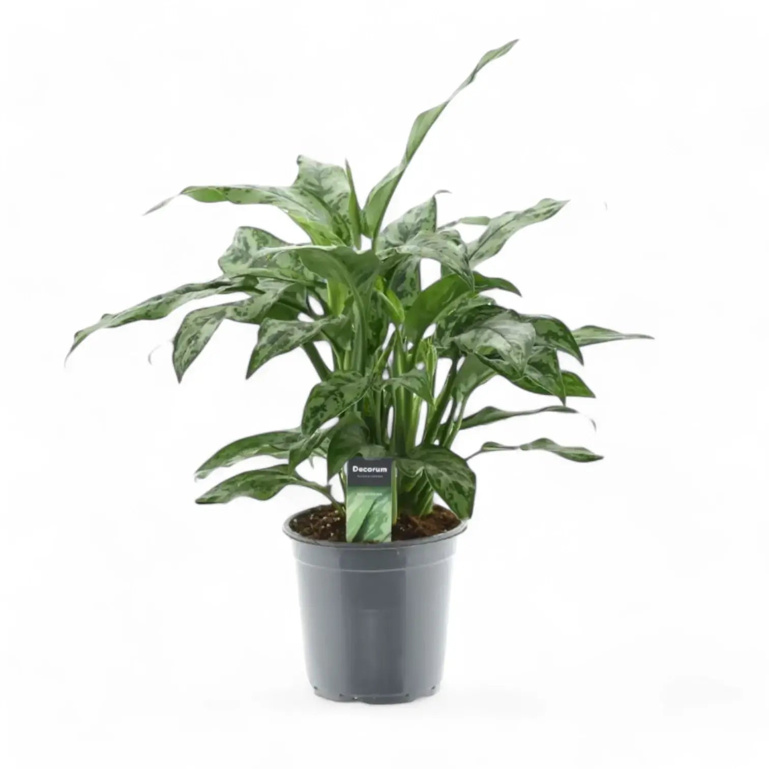 Aglaonema 'Romeo' potted houseplant in nursery pot on white background, product photo 3.