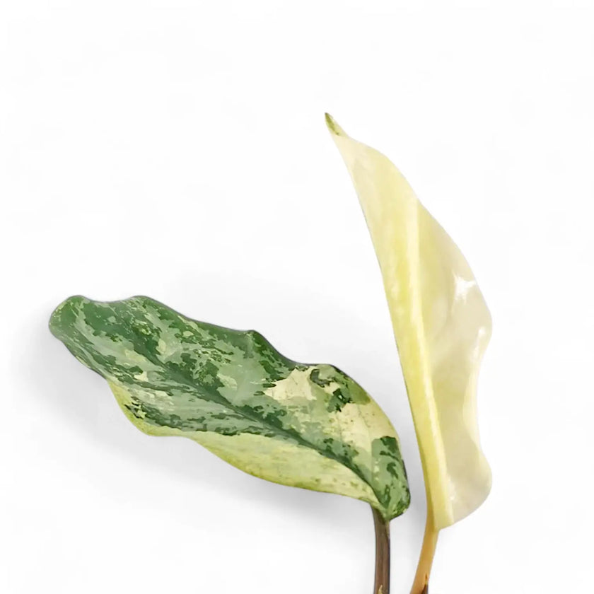 Aglaonema 'Spilt Milk' Zimmerpflanze im Anzuchttopf vor weißem Hintergrund, Produktfoto 2.