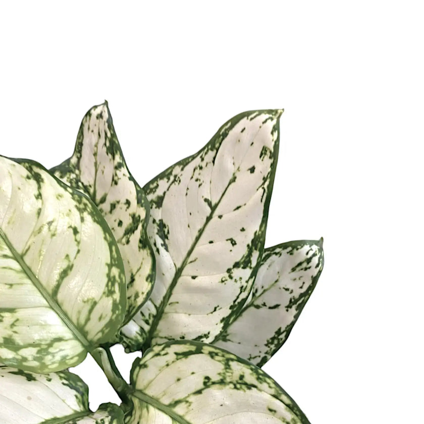 Aglaonema 'White Kiwi' leaf close-up on white background.