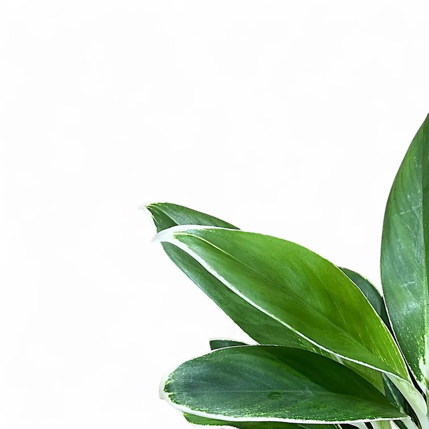 Aglaonema 'White Lime' leaf close-up on white background.