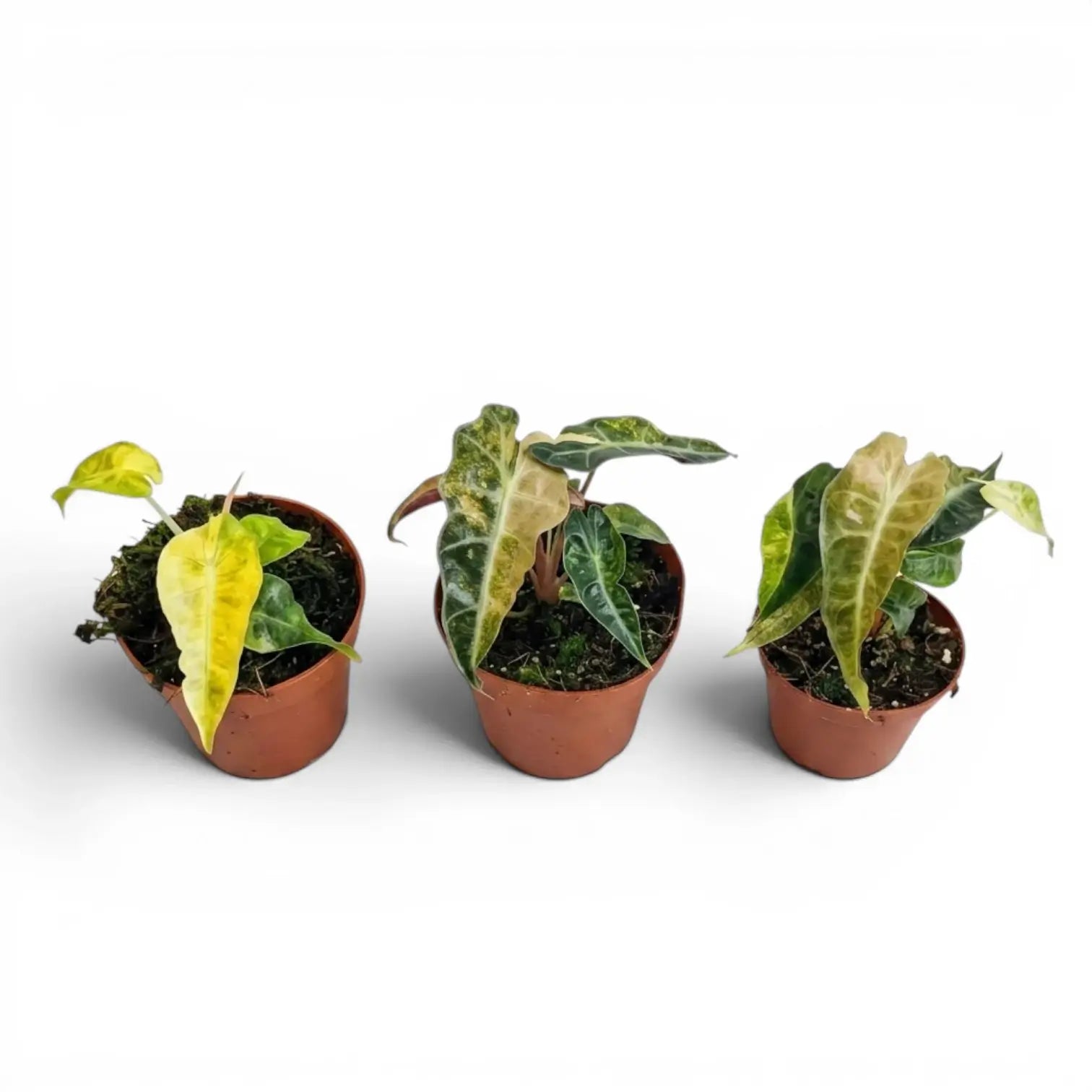 Alocasia 'Polly' Variegata Aurea – Yellow Variegation Form