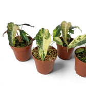 Four potted Alocasia Polly aurea variegata  plants with variegated leaves on a white background
