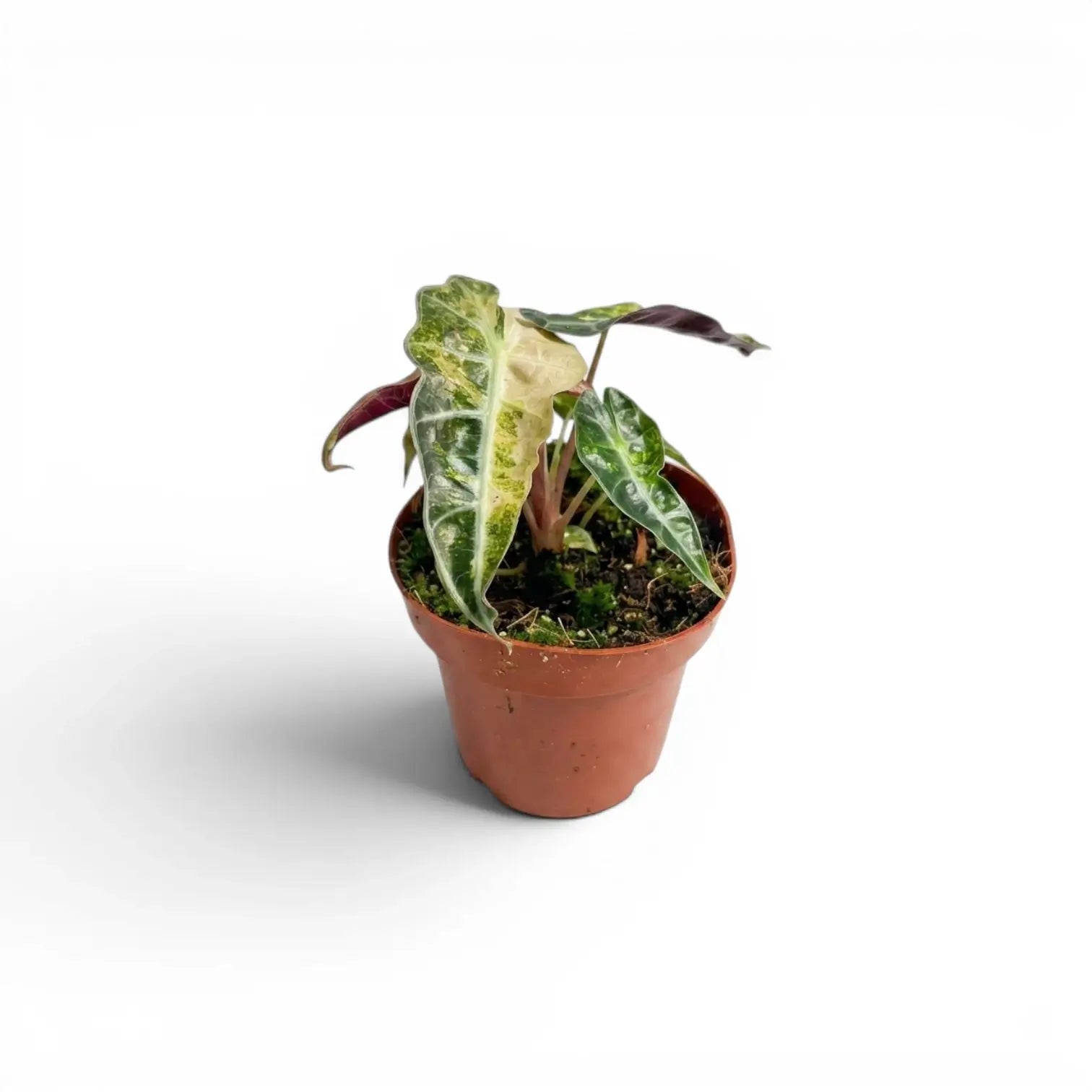 Small Alocasia Polly aurea variegata  baby plant with yellow variegation on a white background