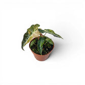 Small Alocasia Polly aurea variegata  baby plant with yellow variegation on a white background