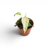 Small Alocasia Polly aurea variegata  baby plant with yellow variegation on a white background