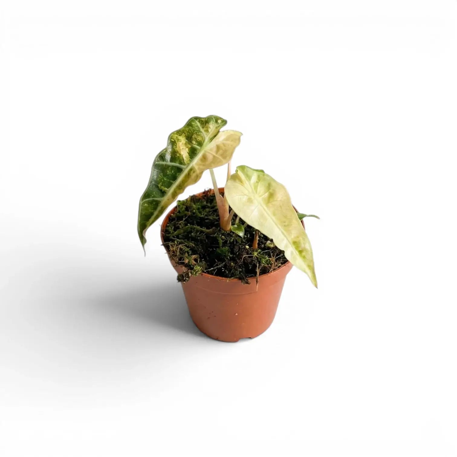 その他観葉植物 Alocasia Polly Aurea TC その他観葉植物 Alocasia Polly Aurea TC Alocasia Polly Aurea Var
