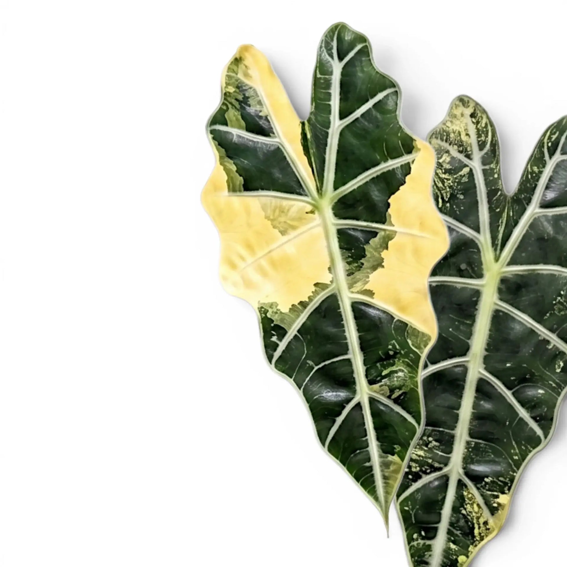 Alocasia 'Polly' Variegata Aurea – Yellow Variegation Form