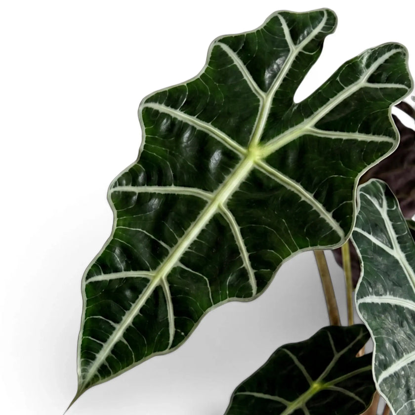 Nahaufnahme großer grüner Blätter der Alocasia Polly mit weißen Blattadern auf weißem Hintergrund