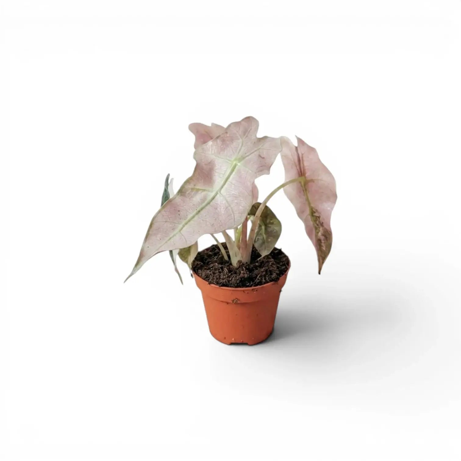 Alocasia Polly pink variegata als Jungpflanze im Topf mit rosafarbenen Blättern auf weißem Hintergrund