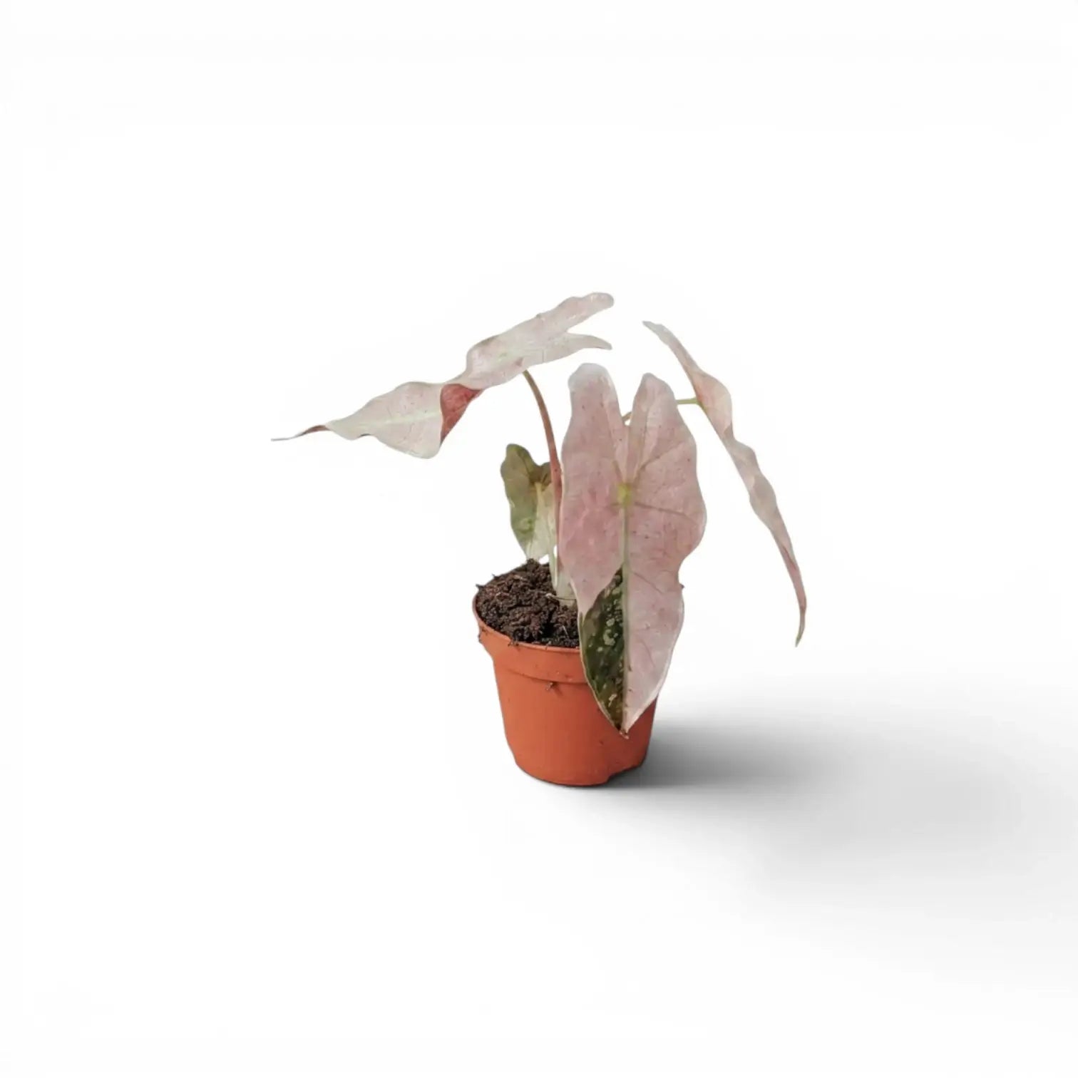 Alocasia Pink Polly Var. pink r⁄houseplants 24(J2)Alocasia Polly